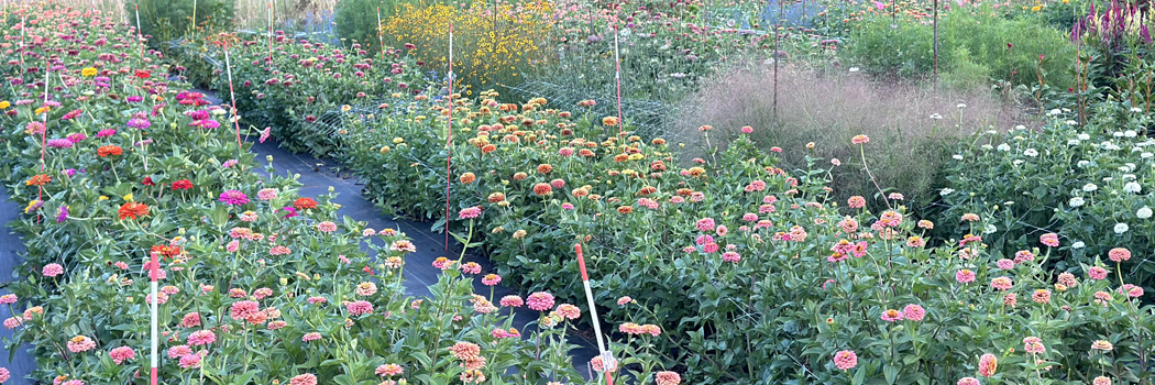 flower farm fields