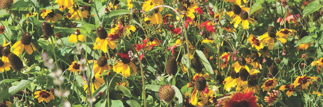 wildflowers for attracting beneficial insects