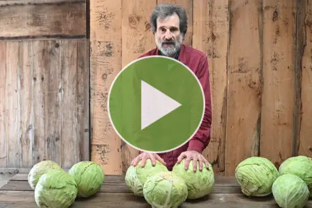 Watch our video on storage cabbages