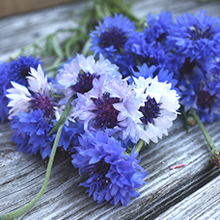 Centaurea Centaurea