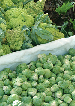 Brussels Sprouts at Farmer's Market