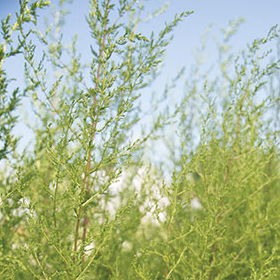 How to Grow Artemisia (Sweet Annie)