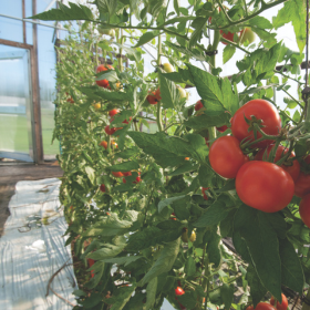 tomatoes in a greenhouse